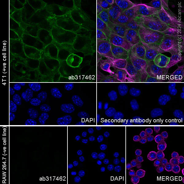 Immunocytochemistry/ Immunofluorescence - Anti-CD73 antibody [RM2050] - BSA and Azide free (AB317463)