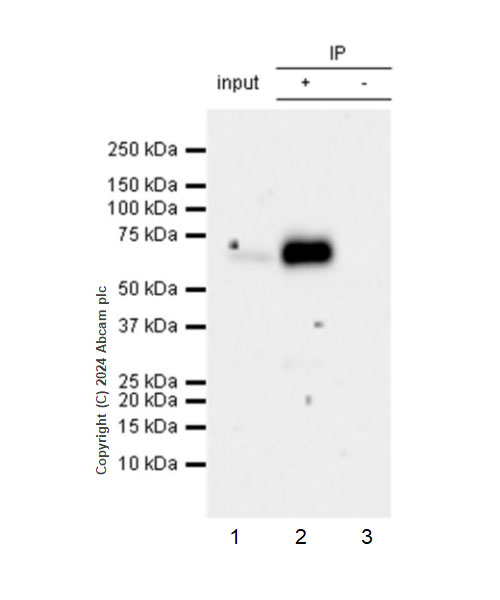 Immunoprecipitation - Anti-CD73 antibody [RM2050] - BSA and Azide free (ab317463), expandable thumbnail