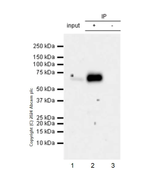 Immunoprecipitation - Anti-CD73 antibody [RM2050] - BSA and Azide free (AB317463)