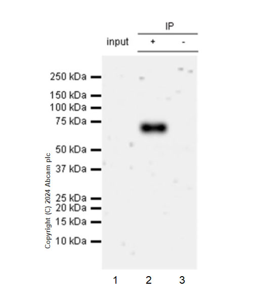 Immunoprecipitation - Anti-CD73 antibody [RM2050] - BSA and Azide free (ab317463), expandable thumbnail