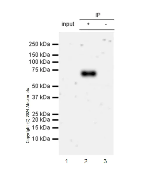 Immunoprecipitation - Anti-CD73 antibody [RM2050] - BSA and Azide free (AB317463)