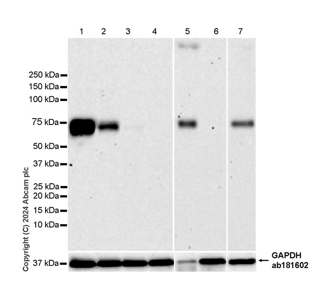 Western blot - Anti-CD73 antibody [RM2050] - BSA and Azide free (ab317463), expandable thumbnail