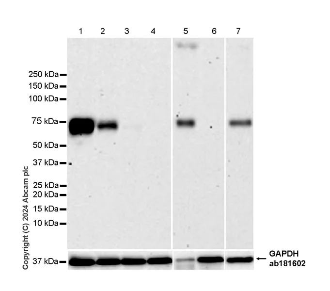 Western blot - Anti-CD73 antibody [RM2050] - BSA and Azide free (AB317463)