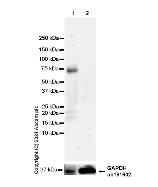Western blot - Anti-CD73 antibody [RM2050] - BSA and Azide free (AB317463)