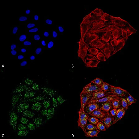 Immunocytochemistry/ Immunofluorescence - Anti-CD74 antibody [1B8] (AB223350)