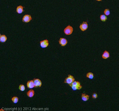 Immunocytochemistry/ Immunofluorescence - Anti-CD74 antibody (AB64772)