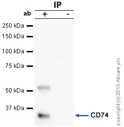 Immunoprecipitation - Anti-CD74 antibody (AB64772)