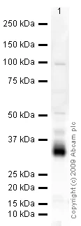 Western blot - Anti-CD74 antibody (AB64772)
