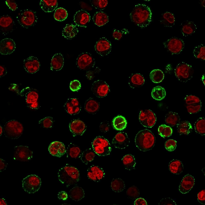Immunocytochemistry/ Immunofluorescence - Anti-CD74 antibody [CLIP/813] (AB215898), expandable thumbnail