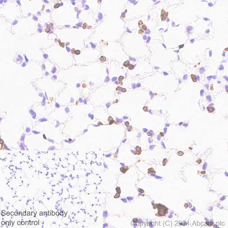 Immunohistochemistry (Formalin/PFA-fixed paraffin-embedded sections) - Anti-CD74 antibody [EPR25399-94] - BSA and Azide free (AB289891)