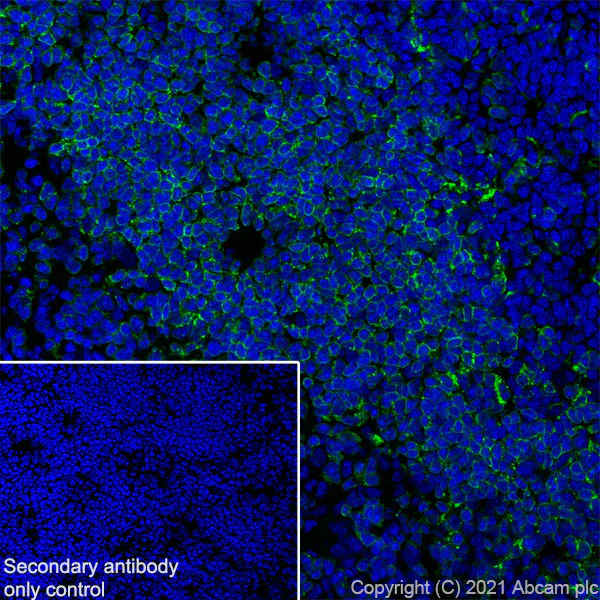 Immunohistochemistry (Frozen sections) - Anti-CD74 antibody [EPR25399-94] - BSA and Azide free (AB289891)