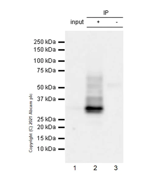 Immunoprecipitation - Anti-CD74 antibody [EPR25399-94] - BSA and Azide free (AB289891)