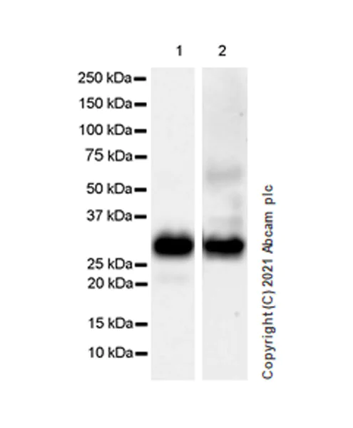 Western blot - Anti-CD74 antibody [EPR25399-94] - BSA and Azide free (AB289891)