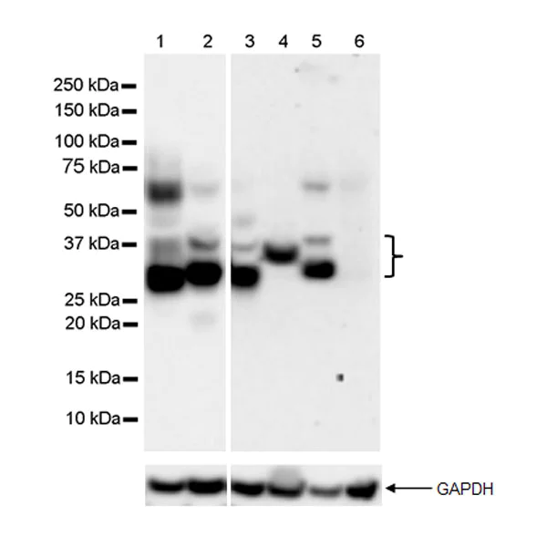 Western blot - Anti-CD74 antibody [EPR25399-94] - BSA and Azide free (AB289891)