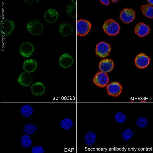 Immunocytochemistry/ Immunofluorescence - Anti-CD74 antibody [EPR4064] (AB108393)