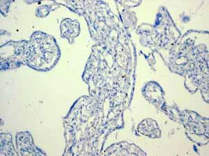 Immunohistochemistry (Formalin/PFA-fixed paraffin-embedded sections) - Anti-CD74 antibody [EPR4064] - BSA and Azide free (AB247655)