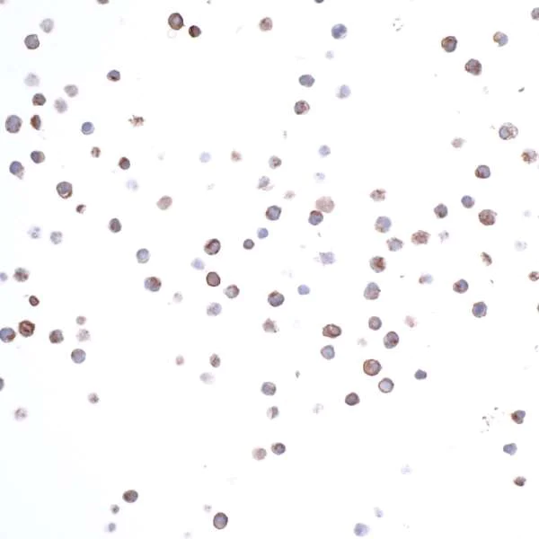 Immunocytochemistry/ Immunofluorescence - Anti-CD74 antibody [LN2] (AB265584)