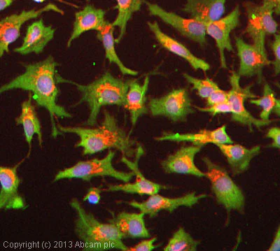 Immunocytochemistry/ Immunofluorescence - Anti-CD74 antibody [PIN.1] (AB22603)