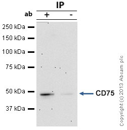 Immunoprecipitation - Anti-CD75 antibody [B-L5] (AB27316), expandable thumbnail