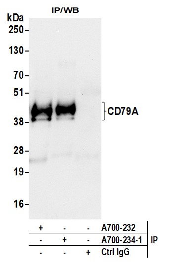 Immunoprecipitation - Anti-CD79A antibody [BLR234K] - BSA free (AB314053), expandable thumbnail
