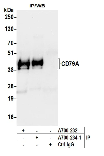 Immunoprecipitation - Anti-CD79A antibody [BLR234K] - BSA free (AB314053)