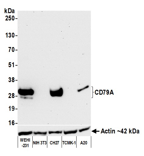 Western blot - Anti-CD79A antibody [BLR234K] - BSA free (AB314053), expandable thumbnail