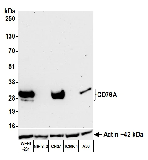Western blot - Anti-CD79A antibody [BLR234K] - BSA free (AB314053)