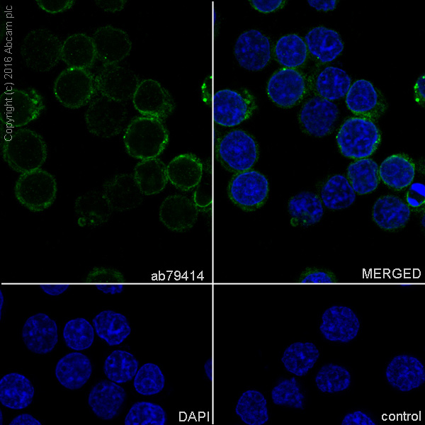 Immunocytochemistry/ Immunofluorescence - Anti-CD79a antibody [EP3618] - BSA and Azide free (AB239891), expandable thumbnail