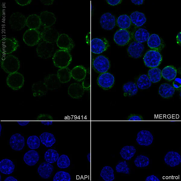 Anti-CD79a antibody [EP3618] - BSA and Azide free (ab239891) | Abcam