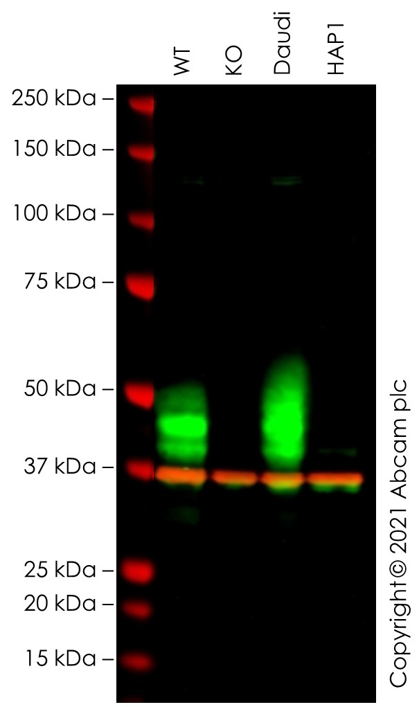 Western blot - Anti-CD79a antibody [EP3618] - BSA and Azide free (AB239891), expandable thumbnail