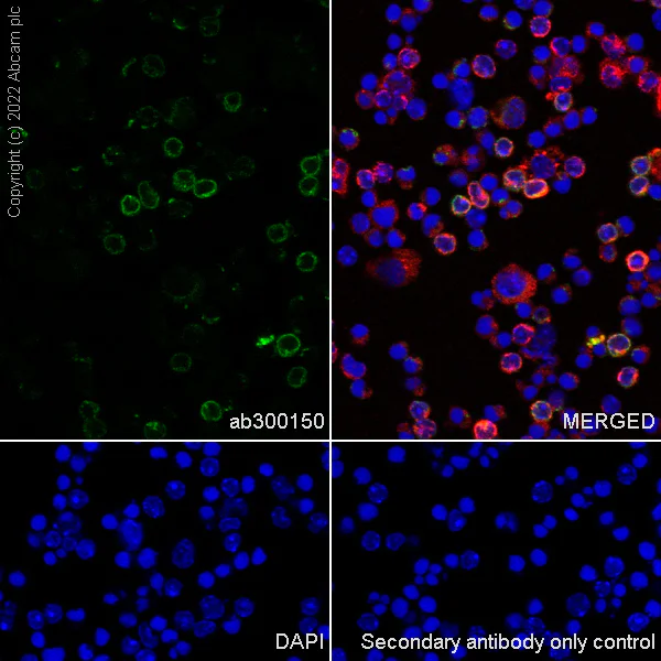 Immunocytochemistry/ Immunofluorescence - Anti-CD79a antibody [EPR26537-114] (AB300150)