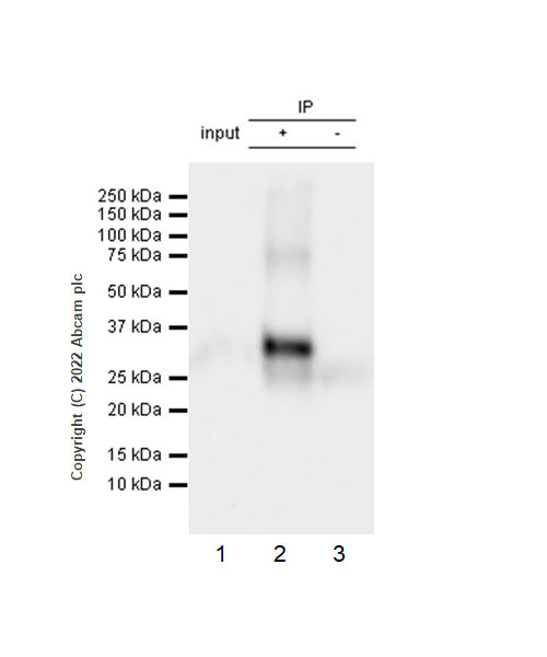 Immunoprecipitation - Anti-CD79a antibody [EPR26537-114] (AB300150), expandable thumbnail