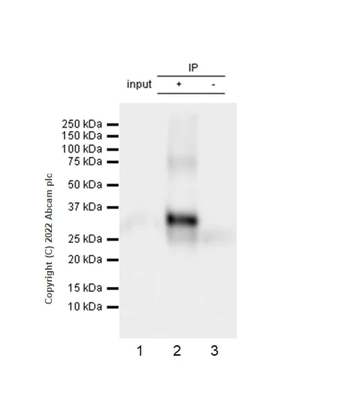 Immunoprecipitation - Anti-CD79a antibody [EPR26537-114] (AB300150)