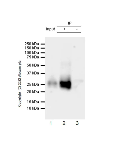Immunoprecipitation - Anti-CD79a antibody [EPR26537-114] (AB300150)