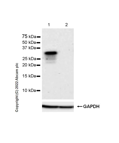 Western blot - Anti-CD79a antibody [EPR26537-114] (AB300150)