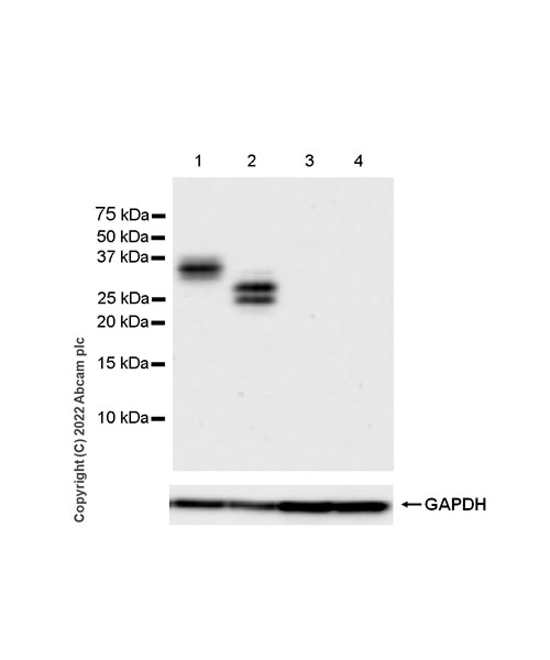 Western blot - Anti-CD79a antibody [EPR26537-114] (AB300150), expandable thumbnail