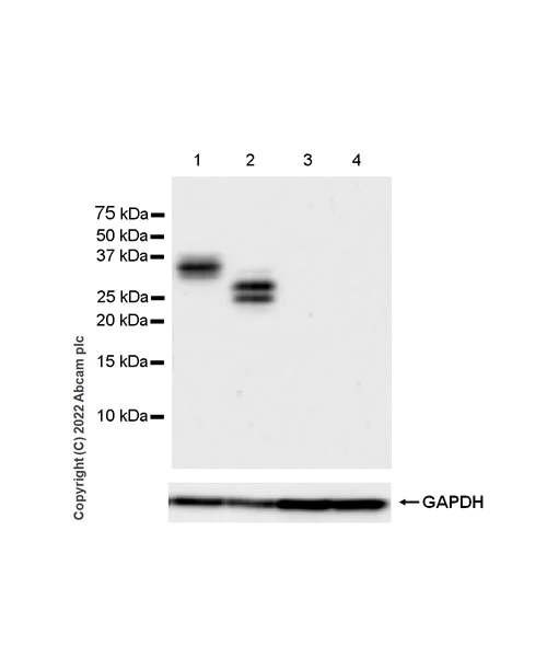 Western blot - Anti-CD79a antibody [EPR26537-114] (AB300150)