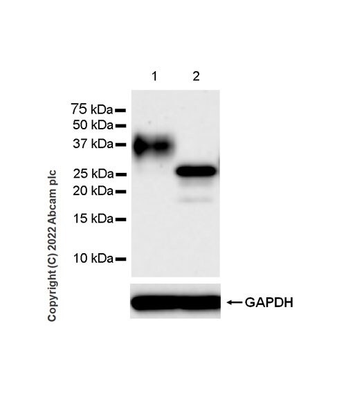 Western blot - Anti-CD79a antibody [EPR26537-114] (ab300150), expandable thumbnail