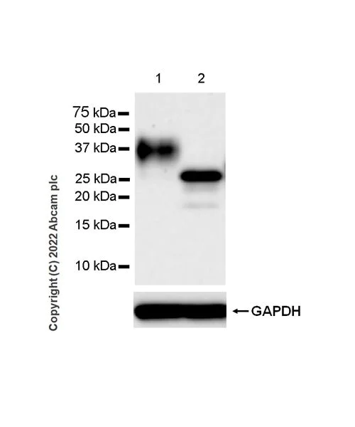 Western blot - Anti-CD79a antibody [EPR26537-114] (AB300150)