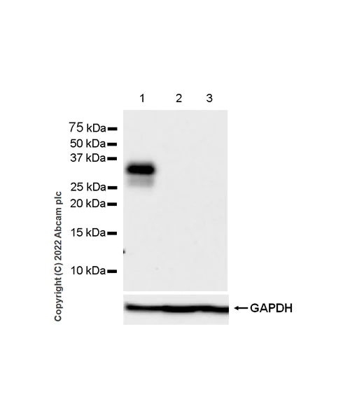 Western blot - Anti-CD79a antibody [EPR26537-114] (AB300150)