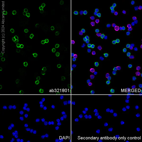 Immunocytochemistry/ Immunofluorescence - Anti-CD79a antibody [EPR29061-505] (AB321801)