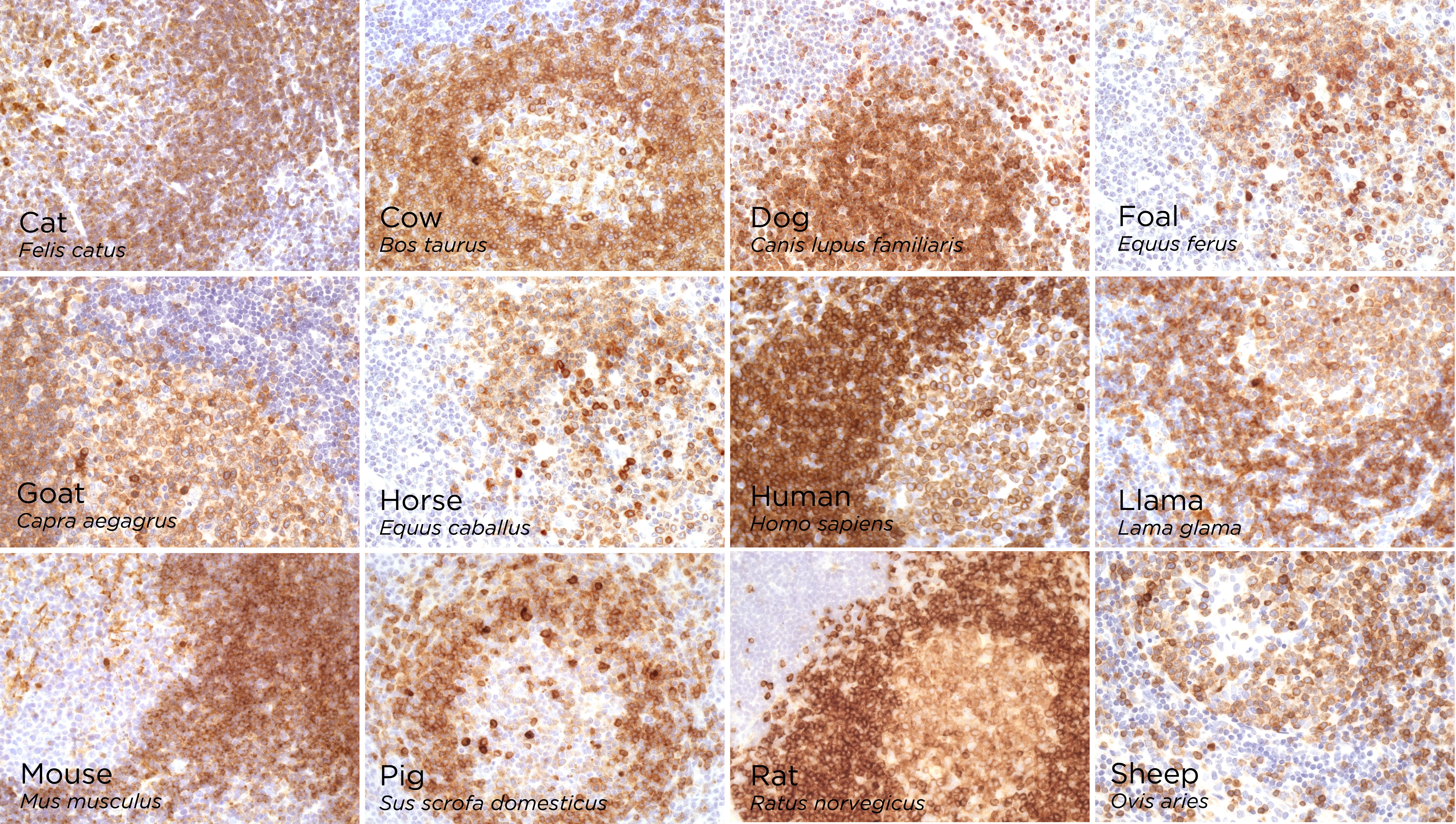 Immunohistochemistry (Formalin/PFA-fixed paraffin-embedded sections) - Anti-CD79a antibody [rIGA/764] - BSA and Azide free (AB237950)
