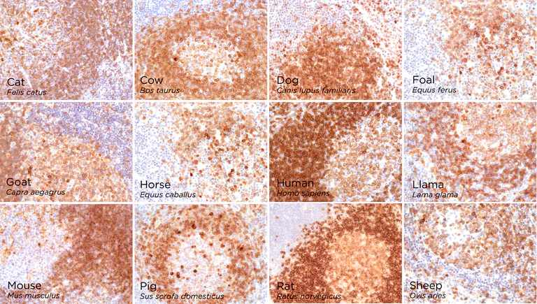 Immunohistochemistry (Formalin/PFA-fixed paraffin-embedded sections) - Anti-CD79a antibody [rIGA/764] - BSA and Azide free (AB237950)