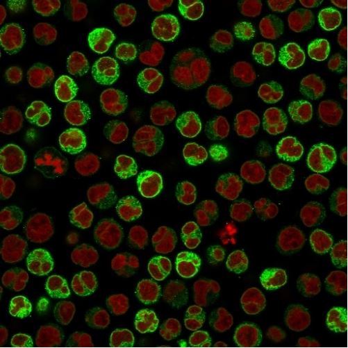 Immunofluorescence - Anti-CD79a antibody [ZL7-4] (AB270256), expandable thumbnail