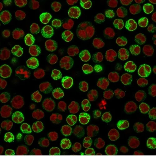 Immunofluorescence - Anti-CD79a antibody [ZL7-4] - BSA and Azide free (AB270286)