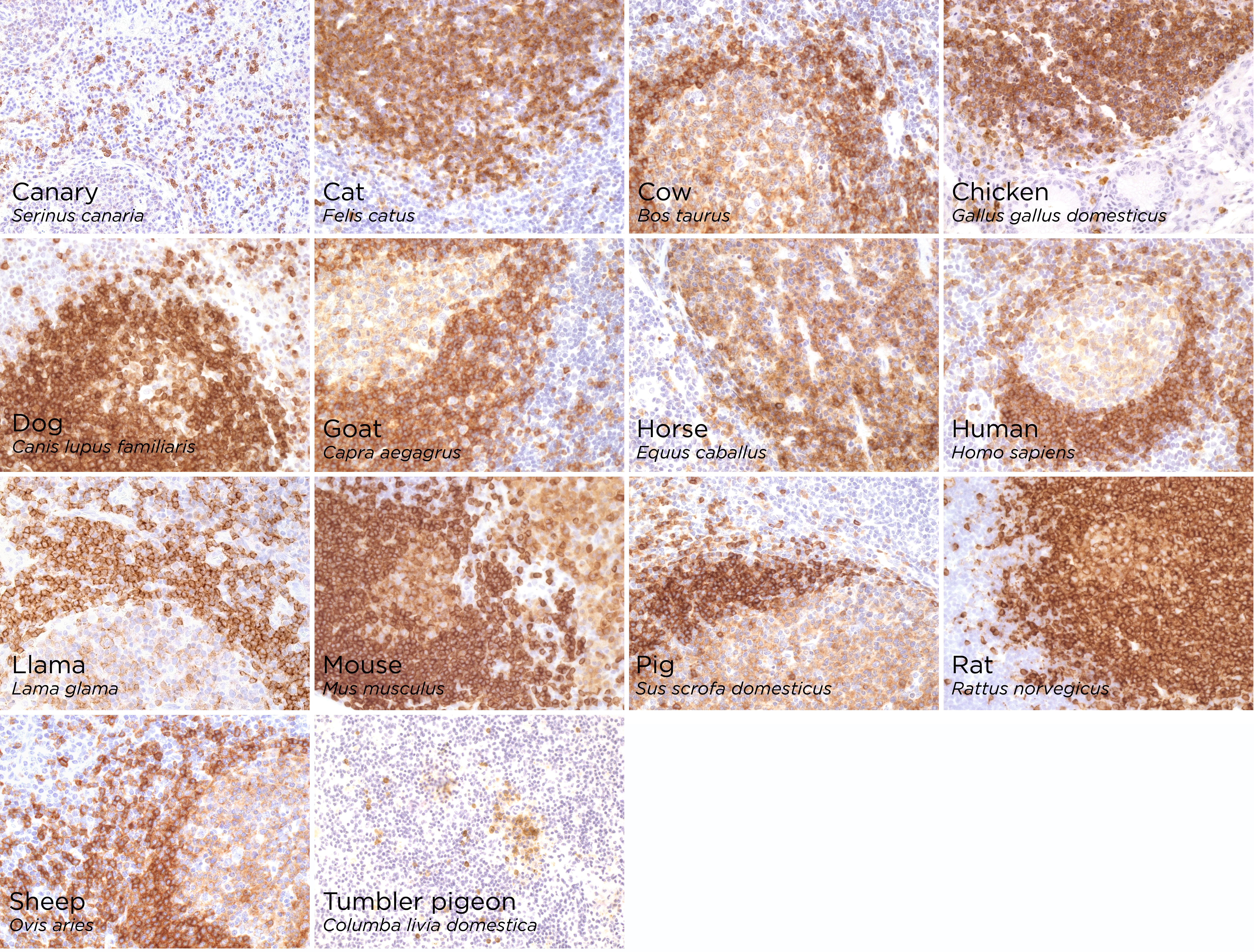 Anti-CD79b antibody [EPR6861] (ab134147) | Abcam