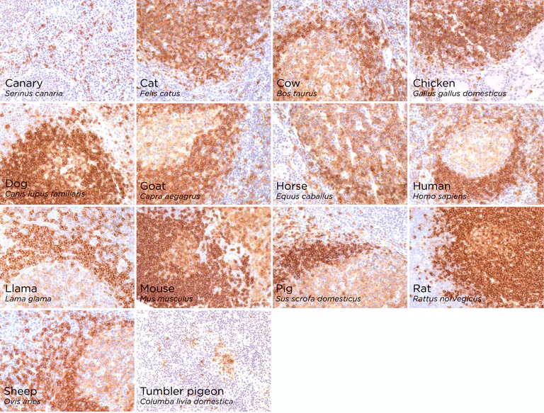 Immunohistochemistry (Formalin/PFA-fixed paraffin-embedded sections) - Anti-CD79b antibody [EPR6861] (AB134147)