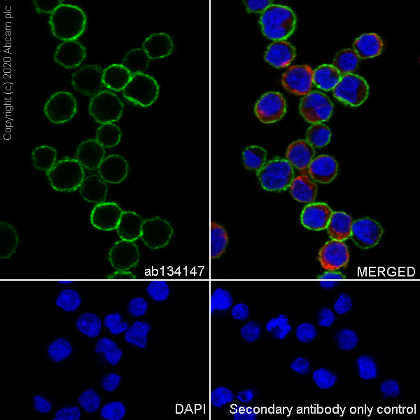 Immunocytochemistry/ Immunofluorescence - Anti-CD79b antibody [EPR6861] - BSA and Azide free (AB240083)