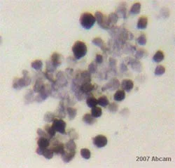 Immunohistochemistry (Formalin/PFA-fixed paraffin-embedded sections) - Anti-CD8 alpha antibody (AB4055)