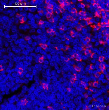 CD8 alpha antibody [C8/144B] - cytotoxic T cell marker (ab17147